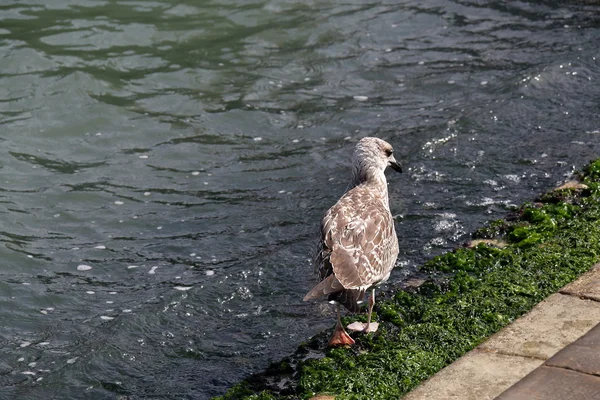 Gabbiano che cammina lungo la riva con alghe a Venezia — Foto Stock