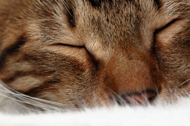 Uyuyan kedi namlu
