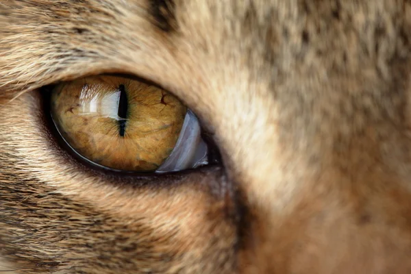 Ojo amarillo del gato doméstico — Foto de Stock