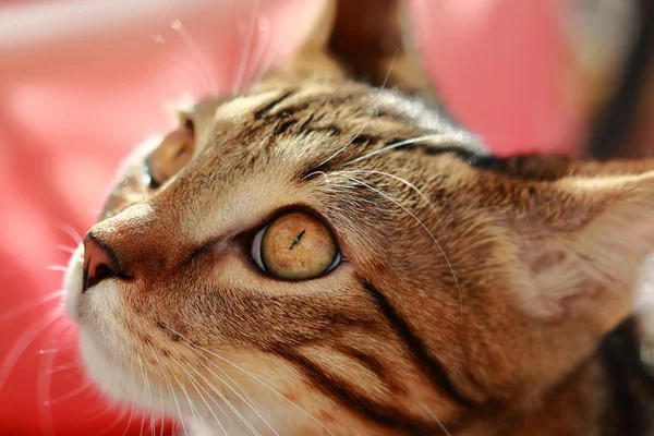 Gato doméstico está viendo con interés lo que está sucediendo —  Fotos de Stock