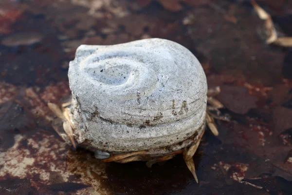 Pierre ornementale ronde blanche dans l'eau gelée — Photo