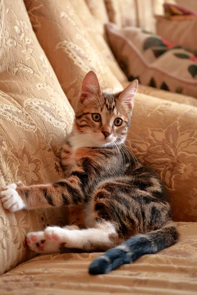 Opatrné kočka sedí na gauči — Stock fotografie