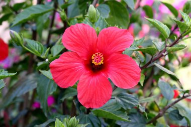 Çiçek açması bush hibiscus çiçek