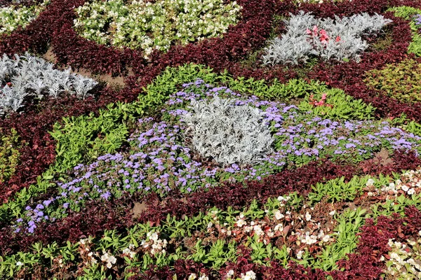 多色の装飾的な花壇。花の背景 — ストック写真