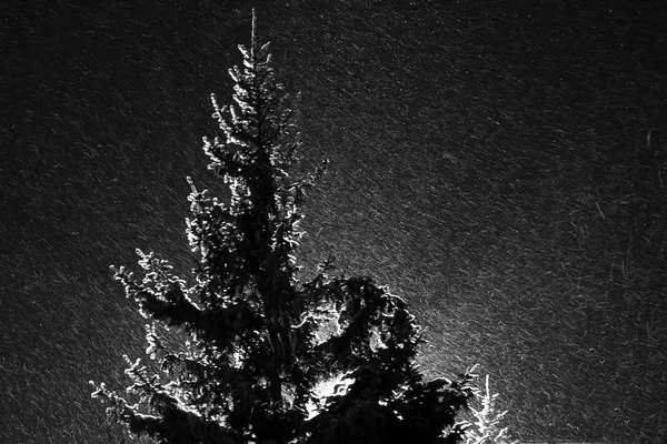 Spruce upplyst av strålkastare bakom i snöstormen — Stockfoto