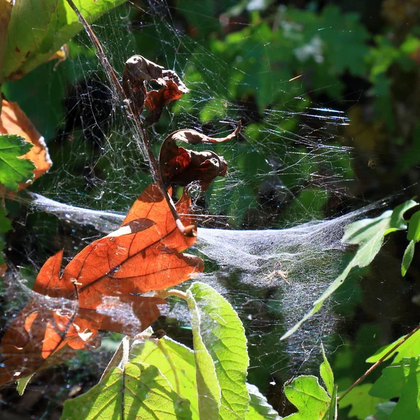 Telaraña en el bosque a la luz del sol — Foto de Stock