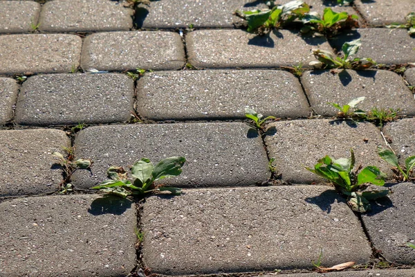 Sprouts of plantain in the pavement — Stock Photo, Image
