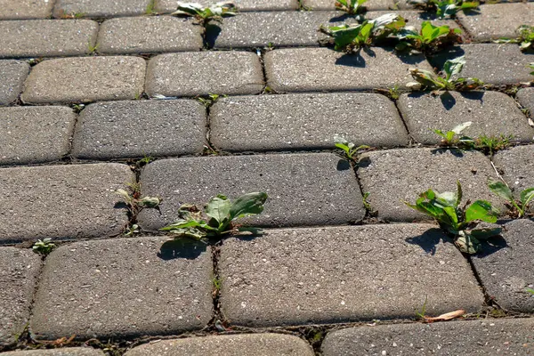 Sprouts of plantain in the pavement — Stock Photo, Image