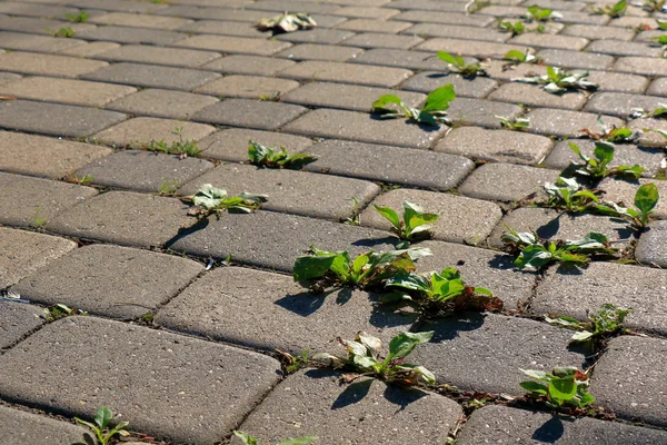 Sprouts of plantain in the pavement — Stock Photo, Image