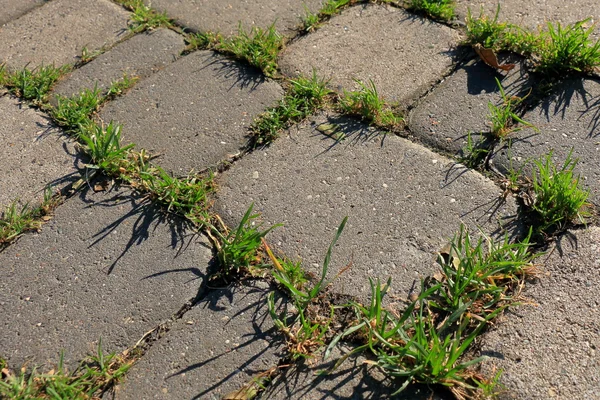 Sprouts of grass in the pavement — Stock Photo, Image