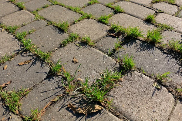 Sprouts of grass in the pavement — Stock Photo, Image