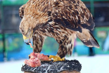 Altın Kartal çiğ et bir güdük yiyor.