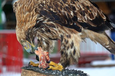 Altın Kartal çiğ et bir güdük yiyor.