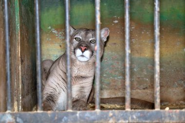 Hayvanat bahçesinde onun kafesi ilgi ile Puma saatler