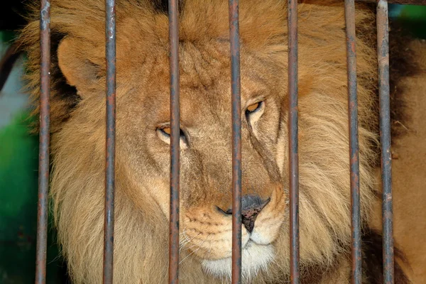 León tras las rejas en una jaula del zoológico — Foto de Stock