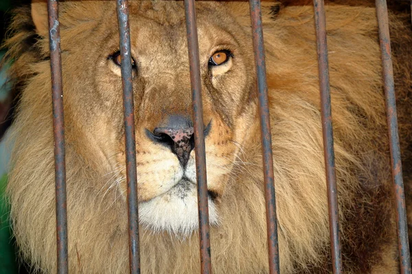 Triste león tras las rejas en una jaula del zoológico — Foto de Stock