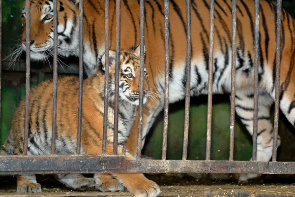 Tigresa con cachorro de tigre en una jaula del zoológico — Foto de Stock