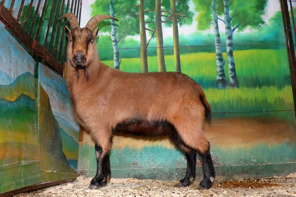 Brown goat in a zoo cage — Stock Photo, Image