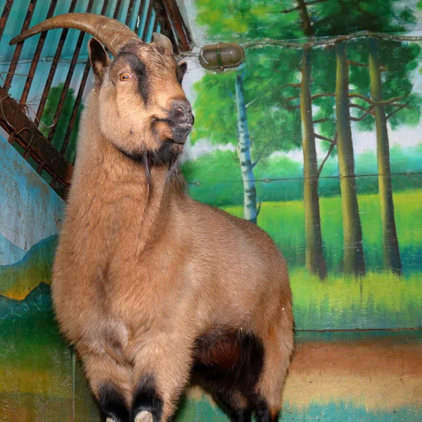 Cabra marrom em uma jaula de zoológico — Fotografia de Stock