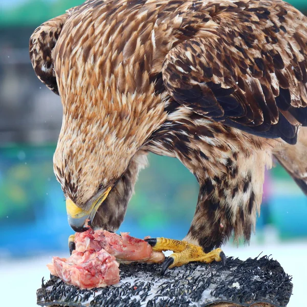 Aigle royal mange de la viande crue sur une souche — Photo