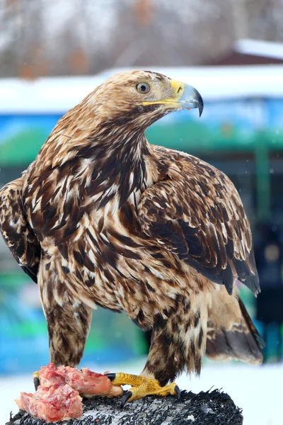 Golden eagle eats raw meat on a stump — Stock Photo, Image