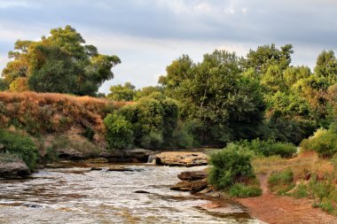 Sabah güneşi ormanda nehre görünümünü
