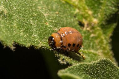 Larvae of colorado beetle on a green leaf clipart