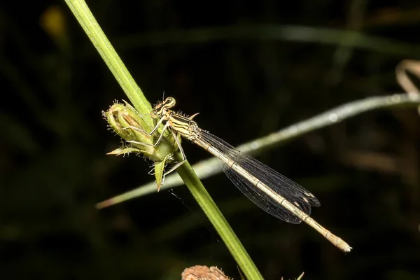 Libelle auf dem Stiel einer Pflanze — Stockfoto