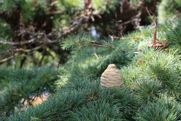 Fir cone on a branch in the forest — Stock Photo, Image