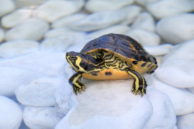 Bir su sarı karınlı kaydırıcısında (Trachemys scripta scripta)