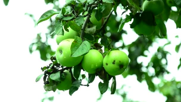 Apples in a summer sunny garden . — Stock Video