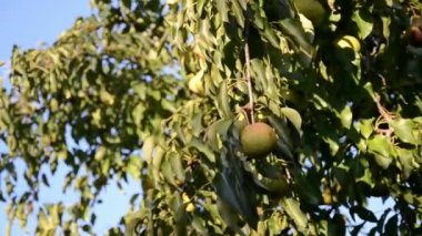 Bir yaz güneşli bahçede Armut .