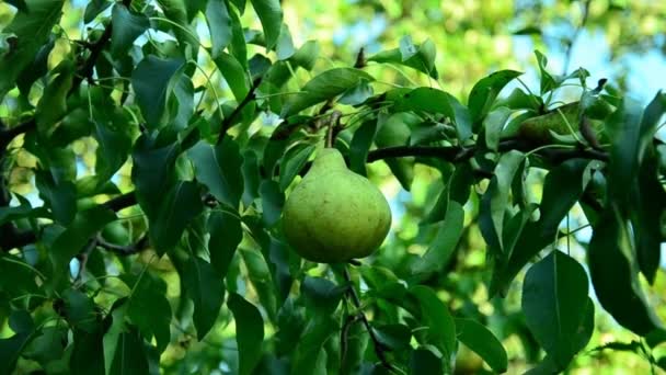 Pere in un giardino soleggiato estivo  . — Video Stock