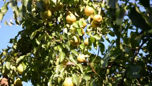 Αχλάδια σε ένα καλοκαιρινό ηλιόλουστο κήπο . — Αρχείο Βίντεο
