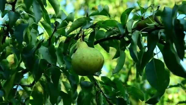 夏季阳光明媚的花园里的梨 . — 图库视频影像