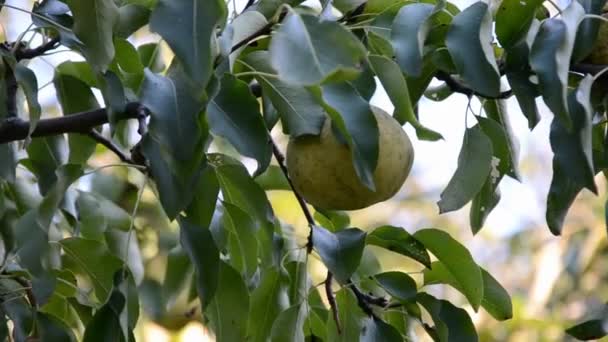 Poires dans un jardin ensoleillé d'été  . — Video