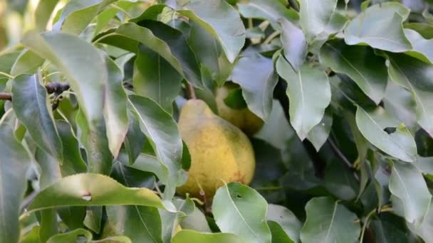 Peren in een zonnige zomertuin . — Stockvideo