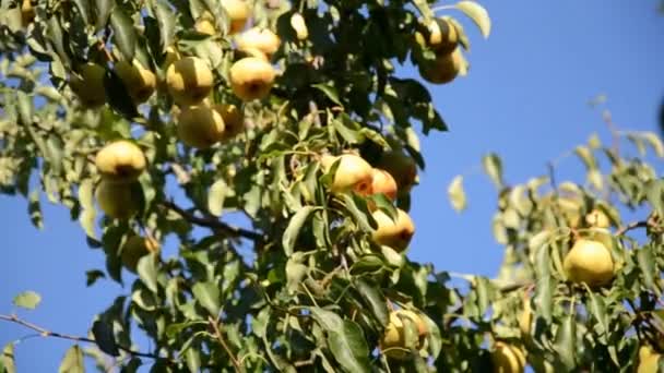 Peren in een zonnige zomertuin . — Stockvideo