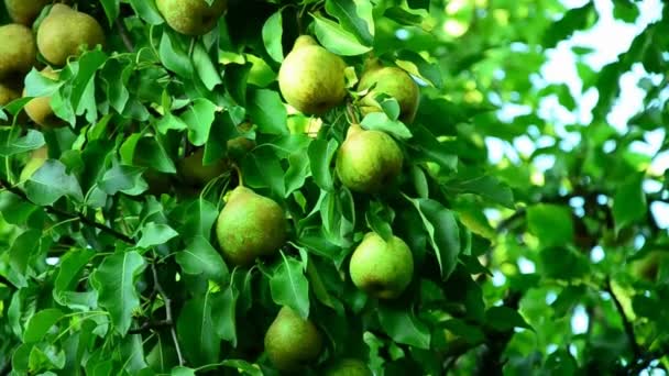 Pears in a summer sunny garden . — Stock Video