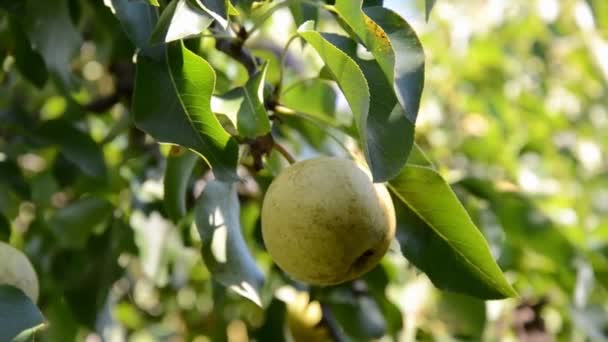 Αχλάδια σε ένα καλοκαιρινό ηλιόλουστο κήπο . — Αρχείο Βίντεο