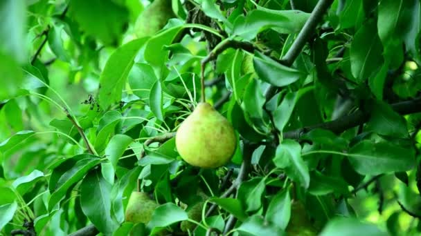 Αχλάδια σε ένα καλοκαιρινό ηλιόλουστο κήπο . — Αρχείο Βίντεο