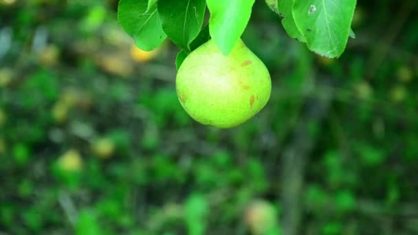 Peren in een zonnige zomertuin . — Stockvideo