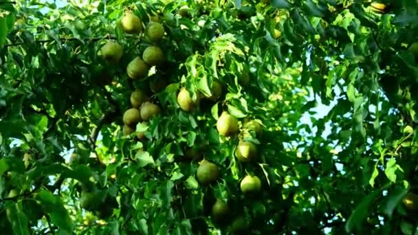 Päron i en sommar solig trädgård . — Stockvideo