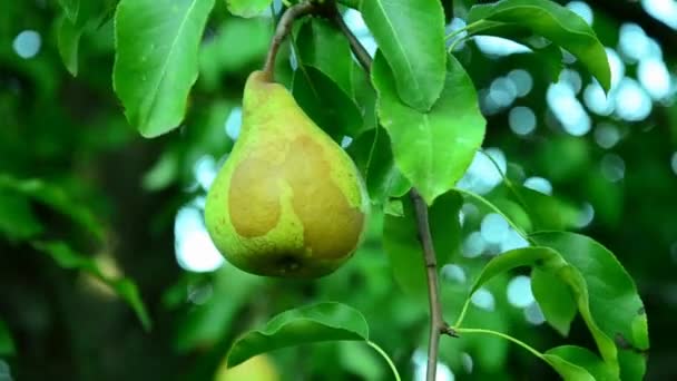 Päron i en sommar solig trädgård . — Stockvideo