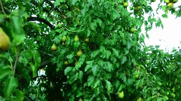 夏季阳光明媚的花园里的梨 . — 图库视频影像