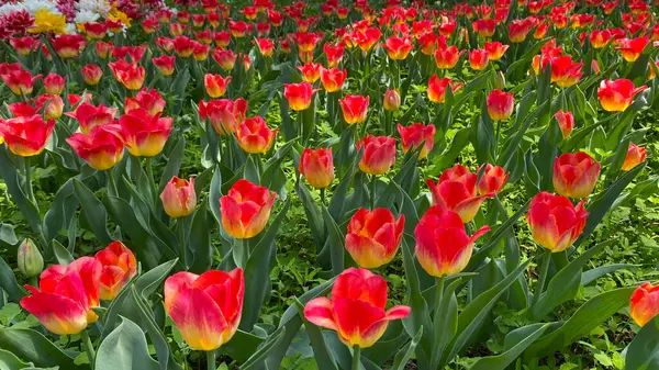 Тюльпановые Поля Настолько Красивы Настолько Нереальны Просто Море Цветов — стоковое фото