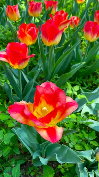 Тюльпановые Поля Настолько Красивы Настолько Нереальны Просто Море Цветов — стоковое фото