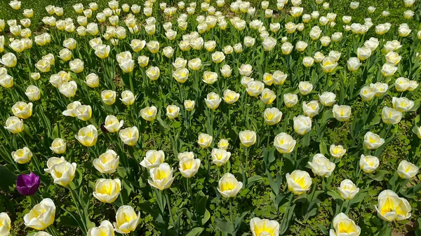 Die Tulpenfelder Sind Schön Dass Sie Unwirklich Sind Sie Sind — Stockfoto