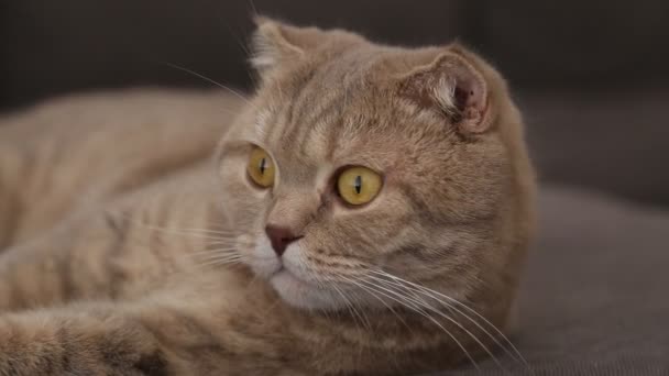 Triest Britse kat — Stockvideo