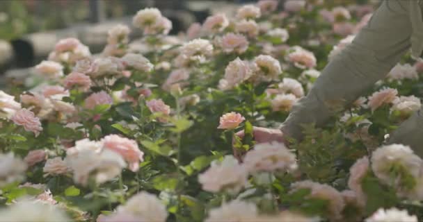 젊고 잘생긴 정원사는 사랑하는 사람에게 줄 수있는 연약 한 장미를 잘라 낸다 — 비디오